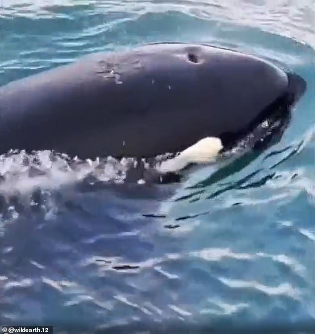 In the beginning of the clip, the orca can be seen briefly surfacing, before submerging and appearing to chase the otter, who appears doomed.  The person who filmed the clip, identified as John by someone who filmed him, can be heard saying, 