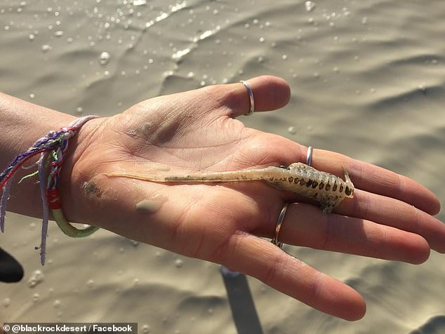 The tiny creatures, known as fairy shrimp, were encased in a thick shell for years until downpours drenched the festival in Nevada, typically a dry wasteland, providing an optimal environment for hatching.  Pictured is a 2017 adult shrimp in the Black Rock Desert