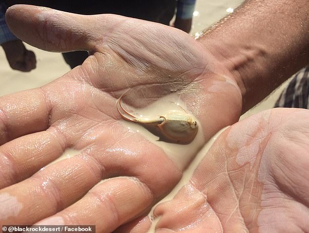 The crustaceans were brought out of the mud puddles as partygoers escaped the flooded desert and will begin laying more eggs in the coming week