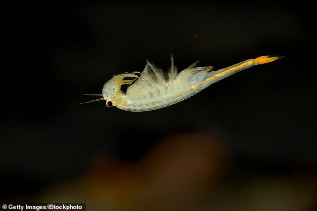 The rare species swims upside down.  It lays eggs at the bottom of dry pools and remains dormant until conditions are right for hatching - and this weekend's rain shower did just that