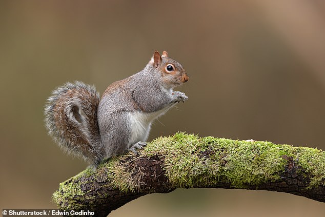 Professor Helen Roy, an ecologist at the UK Center for Ecology and Hydrology and co-chair of the report, said one of the best-known biological invasions in Britain is that of the gray squirrel.