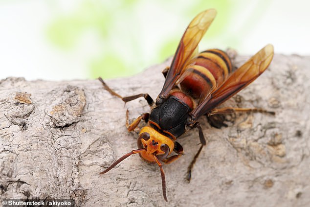 There have been increasing sightings of the Asian hornet in recent years, raising concerns that it is an important predator for our native bees