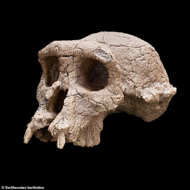 The popular theory stems from the skull of Sahelanthropus tchadensis, found in Chad, believed to be the oldest known species in the human family tree;  he lived until seven million years ago.