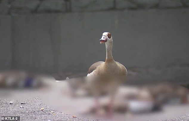 Garcia told KTLA that while walking through the park, he saw a goose hovering around a dying duck