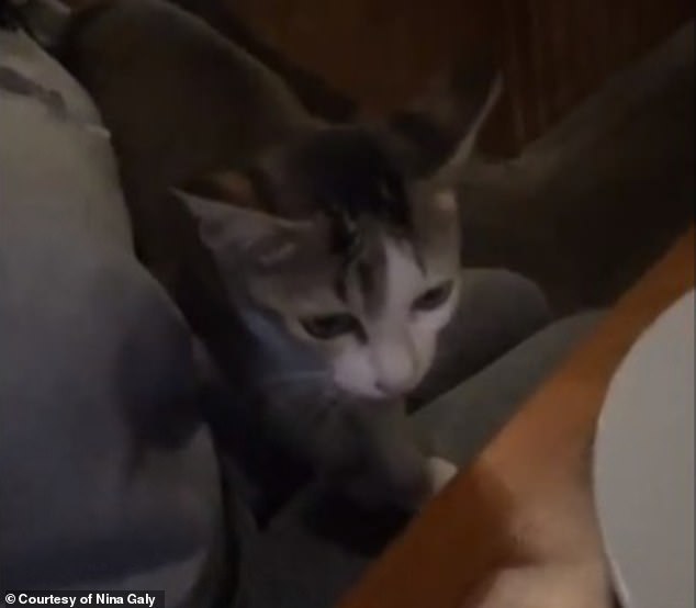 She wouldn't let her new feline friends in because she was afraid they would be strays.  She put a container of water in front of them and told them to 