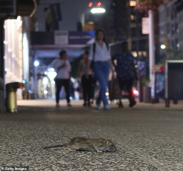 A rat searched for food on a sidewalk on 23rd Street near 6th Avenue in New York last month