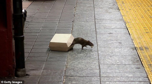 A rat climbs out of a box of food on the platform of the Herald Square tube station