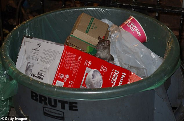 A rat sticks its head out of a garbage can while hunting for food at Bogardus Plaza in Tribeca