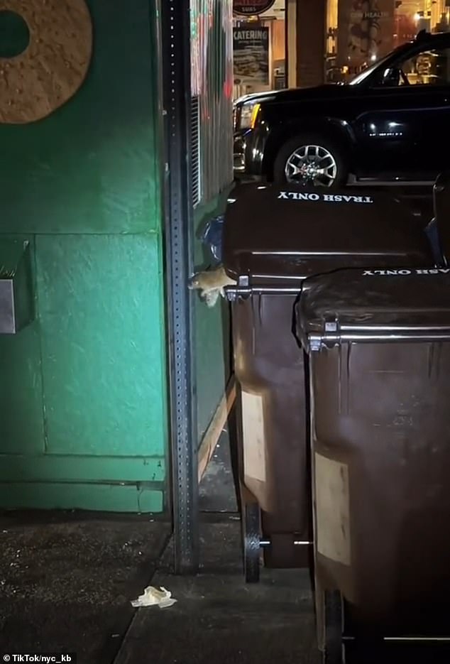 The rats know that the garbage cans are a haven for disposable food