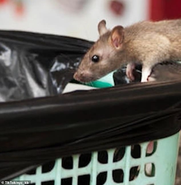 It is not uncommon to see rats jumping into open garbage cans on city streets