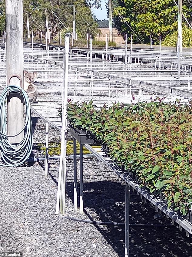 Claude had chewed his way through thousands of seedlings grown to help create new habitats for countless animals like him