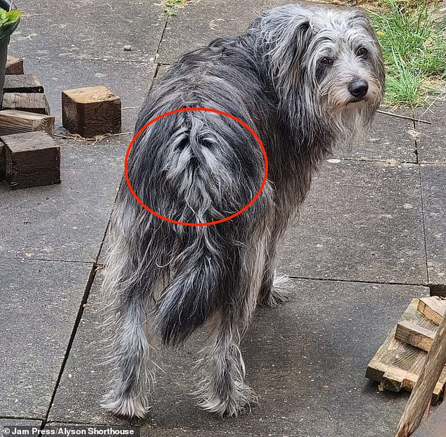 Alyson shared a photo of the creepy outline, which showed the pup's face in the fur around his buttocks