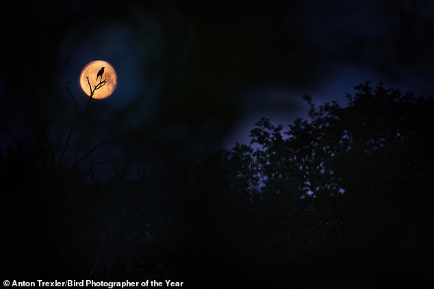 A photograph of the silhouette of a blackbird against the backdrop of the moon taken by German photographer Anton Trexler, 17, won Young Bird Photographer of the Year