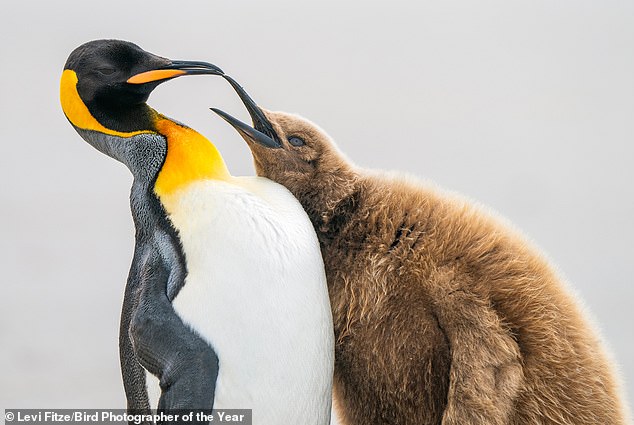 A photo of penguins taken by Levi Fitze on Saunders Island, Falkland Islands won the Silver Award from Comedy Bird Photo