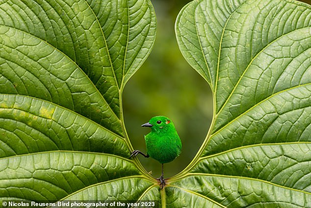 The Gold Award for Best Portrait went to Nicolas Reusens, who exhibited a rare shimmering green tanager in Ecuador