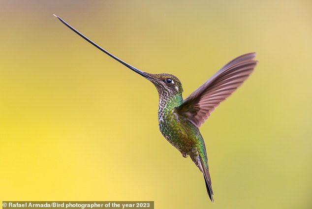 Rafael Armada's depiction of sword hummingbird with the world's longest beak relative to its size