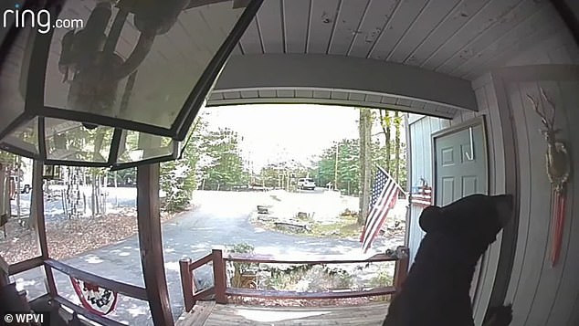 Footage from the Ring Doorbell shows a mother bear trying to open the front door with her paws