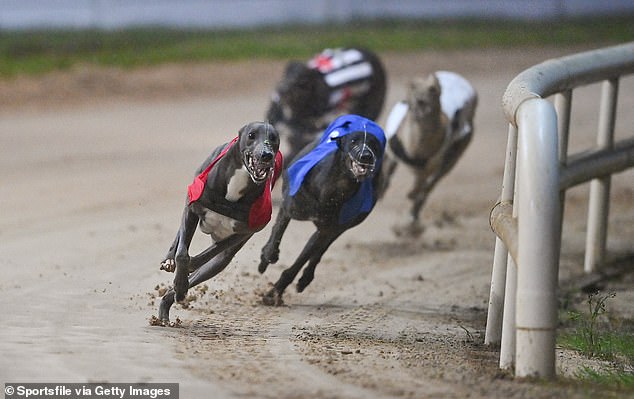 A Victorian MP from the Animal Justice Party has called for a ban on the sport after the results of the inspection came to light in Victoria (stock image)