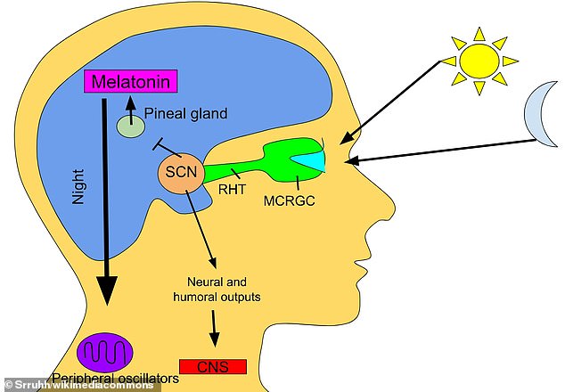 When the eyes receive light from the sun, the production of melatonin by the pineal gland is inhibited and the hormones produced keep us awake.  When the eyes do not receive light, melatonin is produced in the pineal gland and the human gets tired