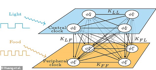 The illustration shows the team's mathematical model.  It consists of two populations of coupled oscillators, with one population representing the central clock in the brain, influenced by light, and the other population representing a peripheral clock, influenced by food.  Each white circle represents a cell