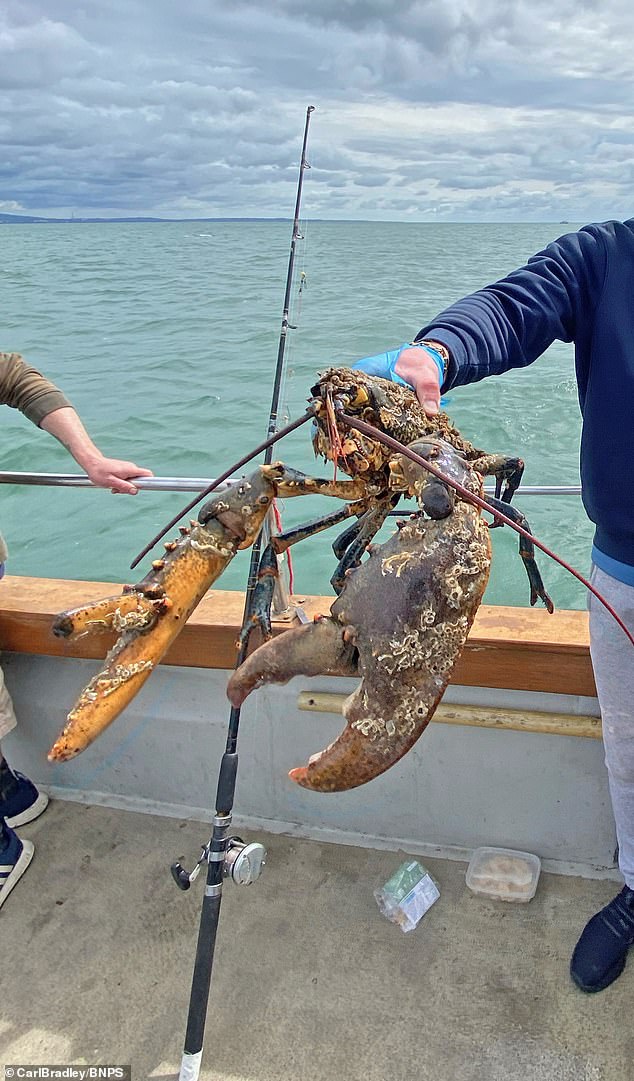 The fishermen decided that because of its size and age, it was only fair to return the lobster to the sea