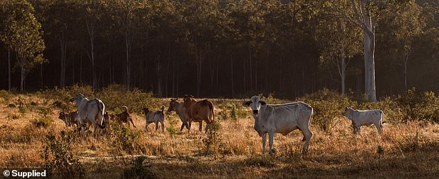 The project has now been renamed Wooroora Cattle Station