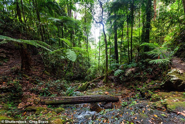 Betty Cashmere, who also appears in the promotional material, states that the land that will be cleared is 