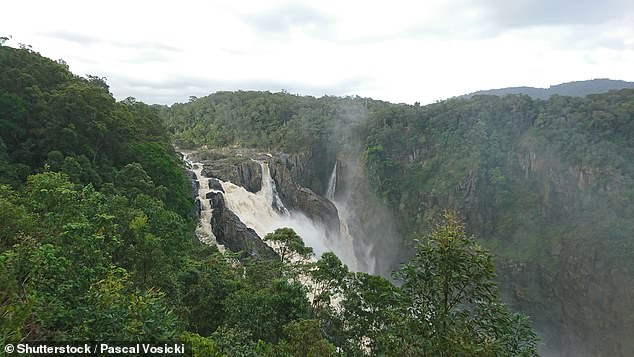 The endangered land borders rainforest (Kuranda National Park in the wet tropics pictured)