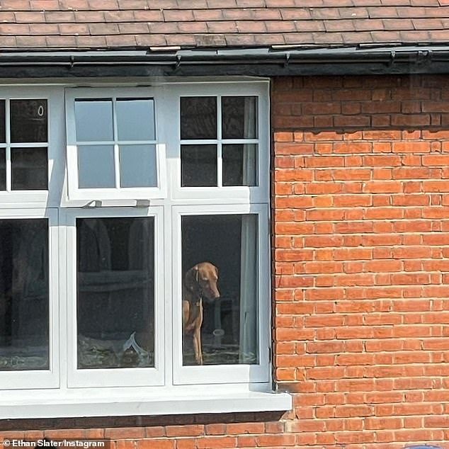 Life lately: The post also included a photo of a dog looking out a window