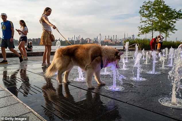 A dog owner finds a way to cool her fuzzy pet while out for a walk in Williamsburg