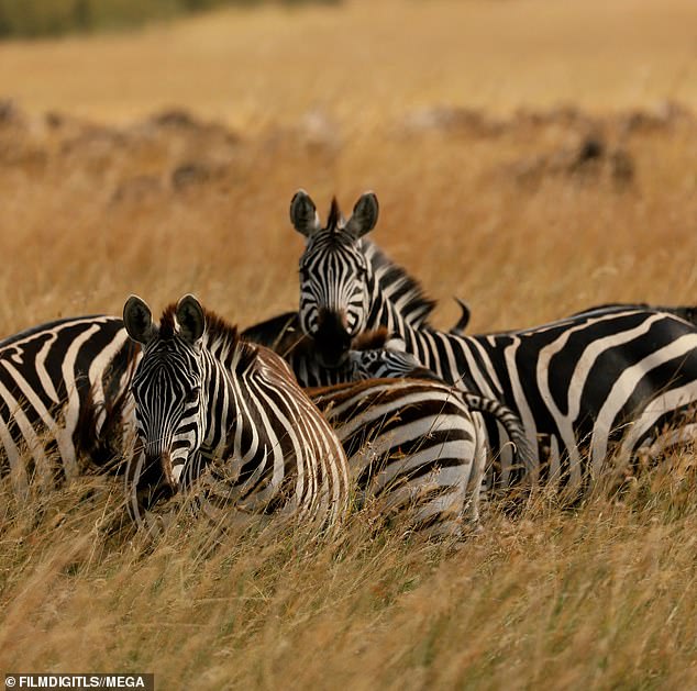 Stripes: The beauty captured a beautiful image of a herd of zebras