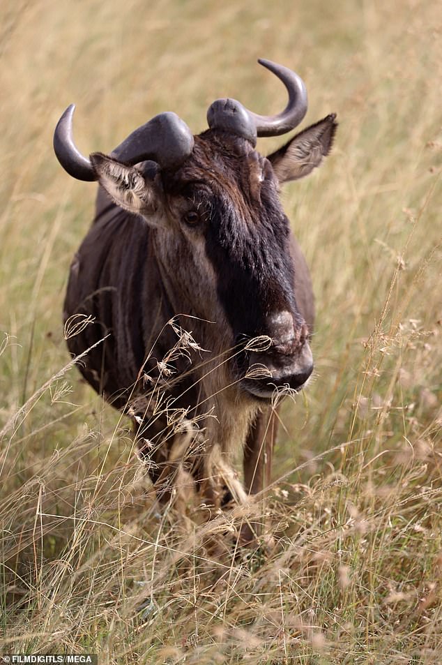 Wildlife: Christine managed to catch two of the five big African animals, the buffalo and the lion