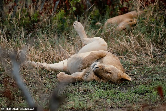 Lounging: She captured a lounging female lion during her photographic expedition