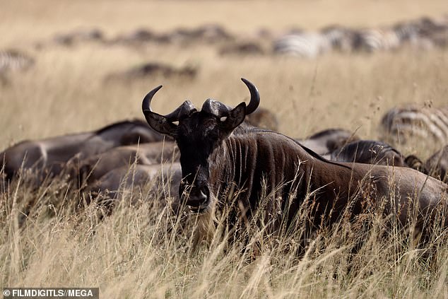 Buffalo: She took pictures of a buffalo herd on safari