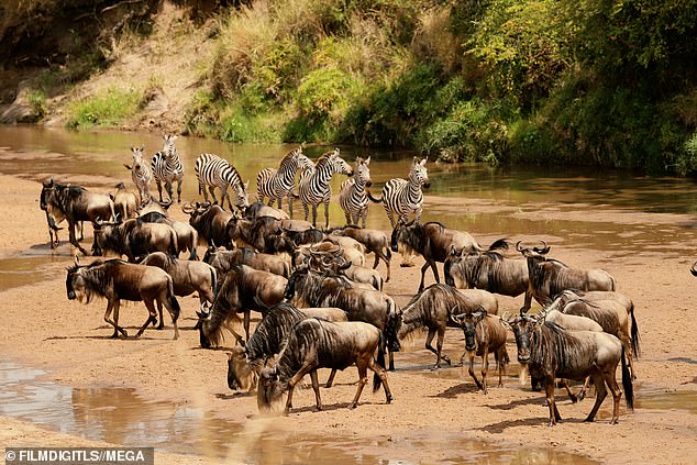 Animal Festival: Animals roamed the African planes to the delight of those on safari