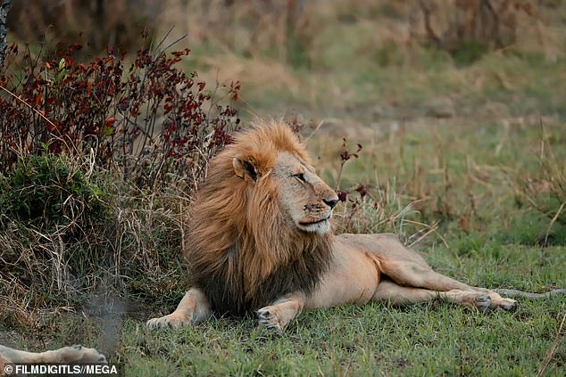 King of the jungle: The model captured a picture of a majestic lion with a beautiful mane