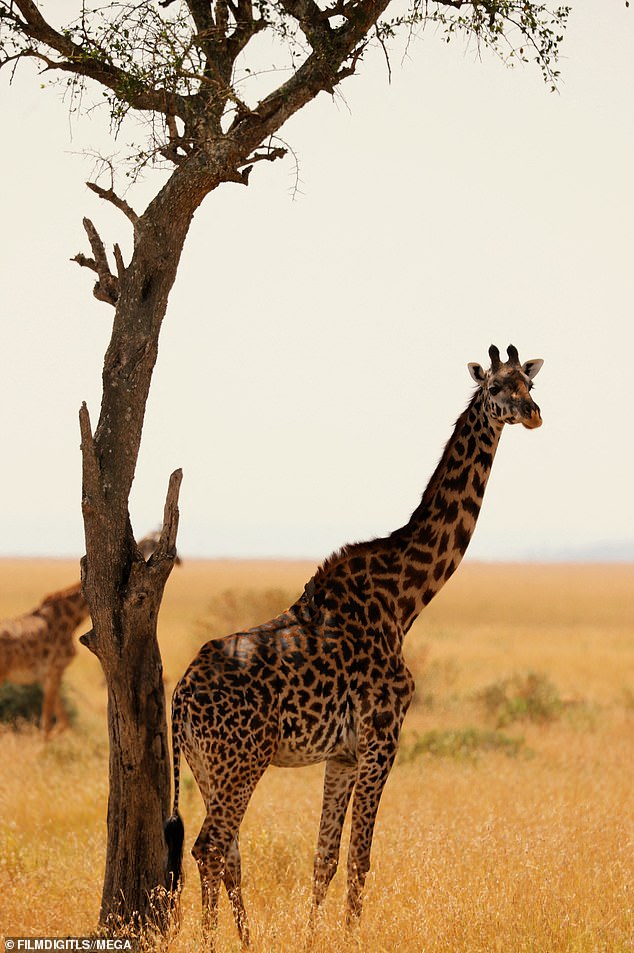 Long Neck: A giraffe wandered through her lens for his chance to be the star of her vacation