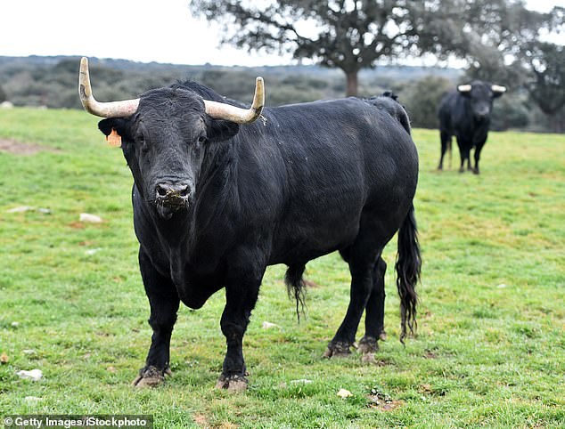 Experts warn that bulls are aggressive and unpredictable when they are in mating season