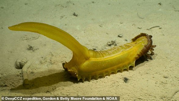 Gummy squirrel, or Psychropotes longicauda, ​​at 5,100 m depth on precipice sediments in the western CCZ.  This animal is ~60 cm long (including tail), with red feeding palps (or 'lips') visibly protruding from the anterior end (right)