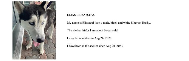 If you want to adopt Elias or any other animal from the center, the adoption will be done in person, first come, first approved