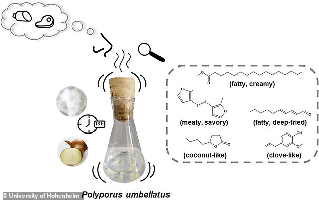 The strongest smelling sample came from an 18-hour fermentation of onions using the fungus Polyporus umbellatus