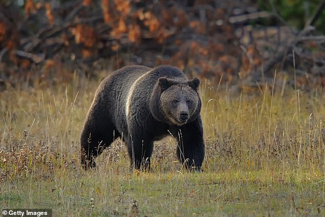 A resident's home in Yellowstone was broken into by a grizzly bear that killed hiker Amie Adamson two months ago