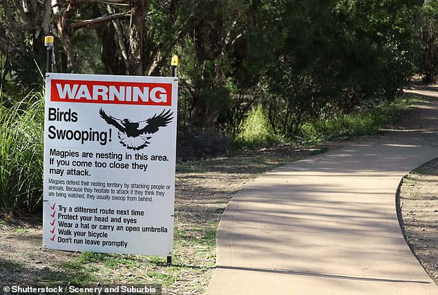 WIRES shared some helpful strategies for avoiding dives, as well as the warning signs the birds display before diving