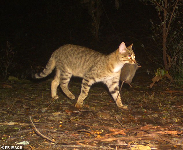 Feral cats are found all over Australia and are responsible for the decline of native species