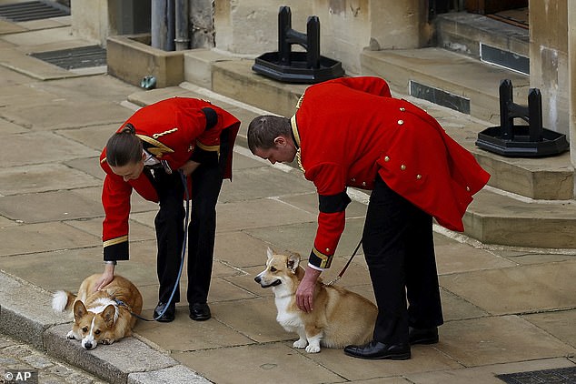 The royal aides who cared for the late Queen's beloved Corgis gave them a sympathetic stroke as the Monarch's service was underway