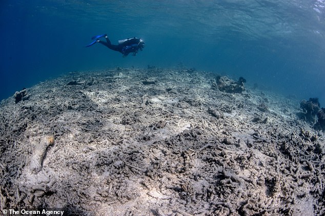 Even highly transparent eco-advocates, such as Nestlé and Microsoft, have not publicly disclosed any financial information, such as the total budget of their green projects or the per-line cost of efforts to restore once-pristine wilderness to its natural state.  Above damaged coral in Indonesia