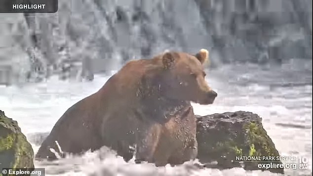 Katmai National Park is known to host the Fat Bear Week tournament, where viewers vote annually for the fattest brown bear in the park ahead of the hibernation season