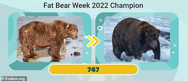 Many bear lovers have already signed up to see the bears in their natural habitat on Dumpling Mountain and decide who to vote for