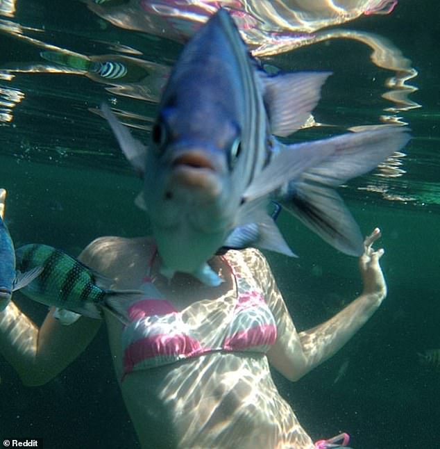 Something seems suspicious: someone tried to take a nice underwater photo of his wife during their honeymoon, but the sea creature got in the way