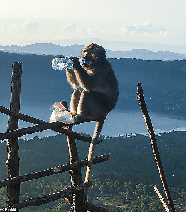 This person hiked up a mountain and had a cheeky monkey steal their water once they reached the top